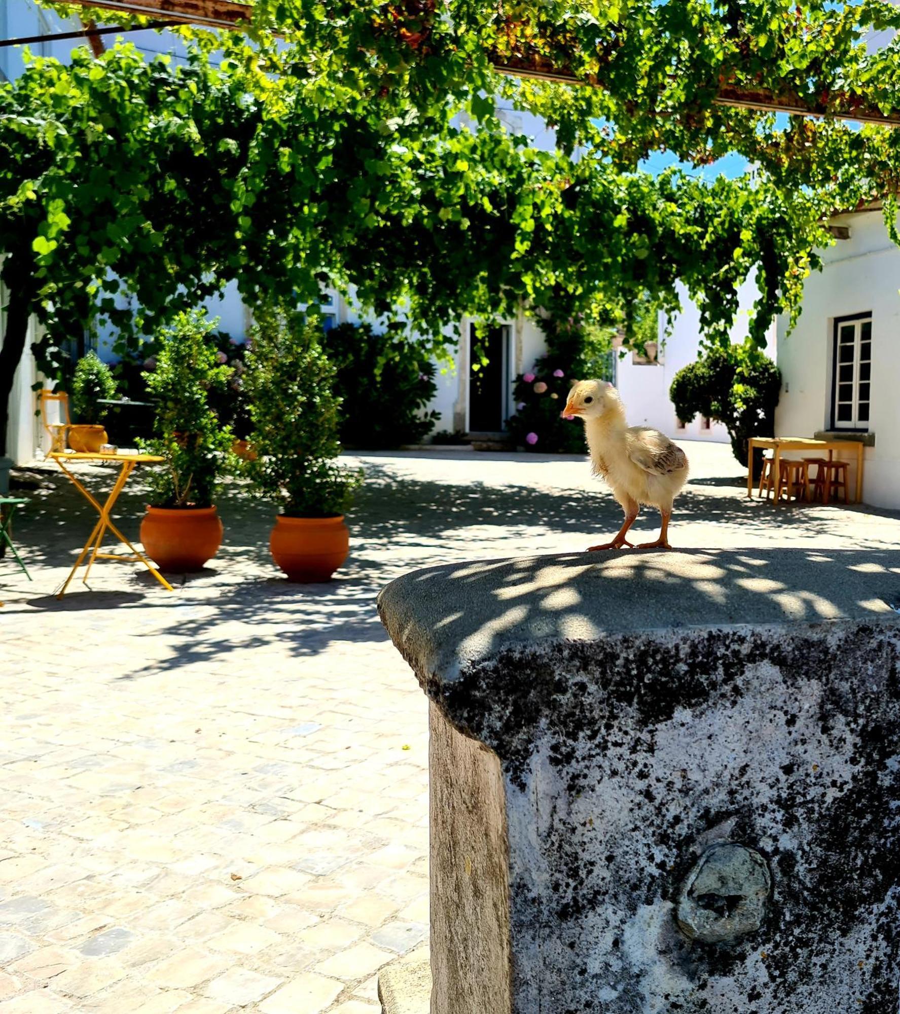 Oryza Guest House& Suites Coimbra Exterior foto